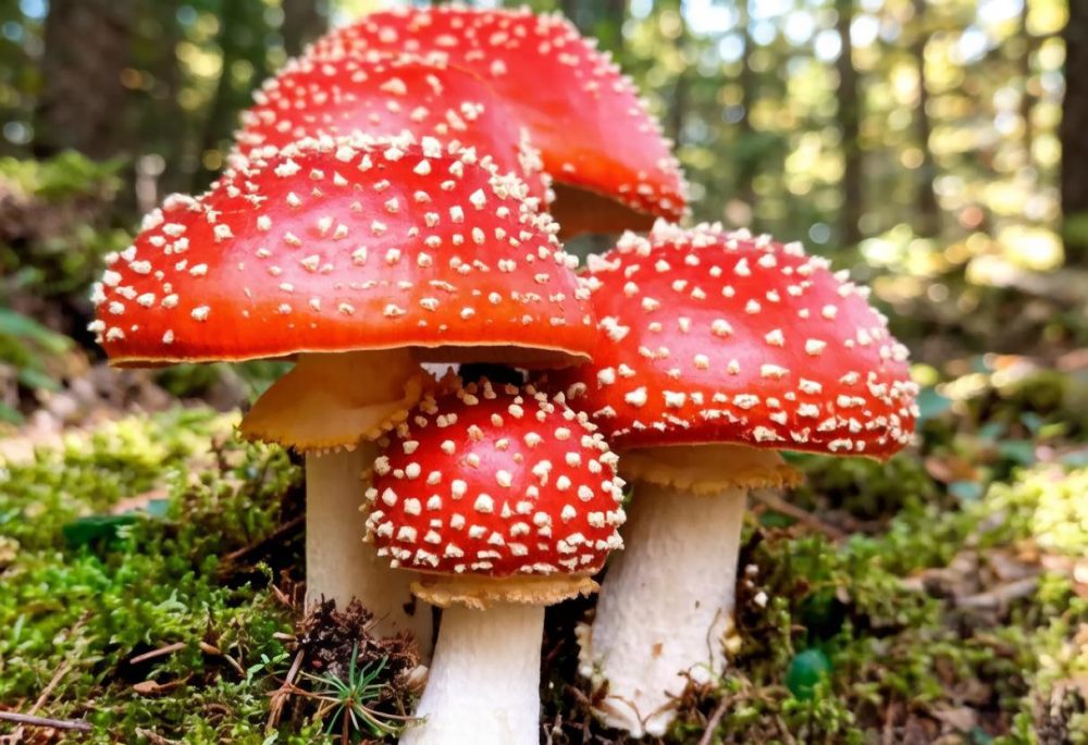 Amanita Muscaria или красный мухомор. Полезные свойства