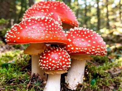 Amanita Muscaria или красный мухомор. Полезные свойства