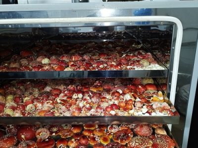 Переработка мухомора красного в промышленных условиях. 